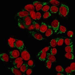 Immunofluorescent analysis of methanol fixed MCF-7 cells stained with Anti-GnRHR Antibody [GNRHR/768] followed by Goat Anti-Mouse IgG (CFand#174; 488) (Green). The nuclear counterstain is RedDot (Red)