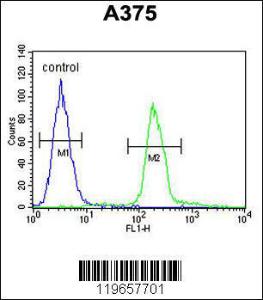 Anti-Prealbumin Rabbit Polyclonal Antibody (APC (Allophycocyanin))