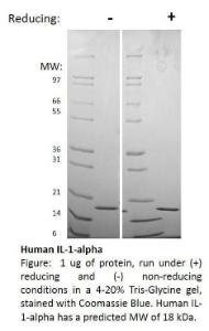 Human recombinant IL-1alpha/IL-1F1 (from <i>E. coli</i>)