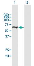 Anti-DDX19B Mouse Polyclonal Antibody