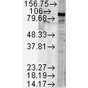 Western blot analysis of human Cell line lysates showing detection of HSP90 beta protein using Anti-HSP90 beta Antibody (A304780) at 1:2000 for 2 hours at room temperature. Load: 15 µgprotein.