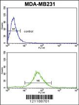 Anti-FMO3 Rabbit Polyclonal Antibody