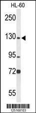 Anti-MCM2 Rabbit Polyclonal Antibody (AP (Alkaline Phosphatase))