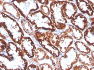 Immunohistochemical analysis of formalin-fixed, paraffin-embedded human kidney using Anti-FGF23 Antibody [FGF23/4168]