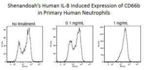 Human recombinant IL-8 (from  <i>E. coli</i>)