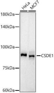 Western blot analysis of extracts of various cell lines, using Anti-CSDE1/NRU Antibody [ARC3050] (A309859) at 1:1000 dilution. The secondary Antibody was Goat Anti-Rabbit IgG H&L Antibody (HRP) at 1:10000 dilution. Lysates/proteins were present at 25 µg per lane