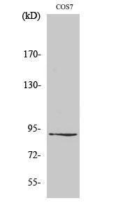 Antibody anti-ZC3H11A 100 µg