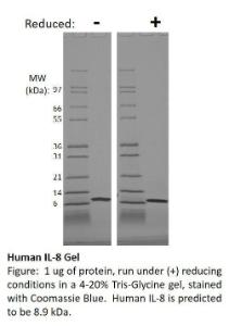 Human recombinant IL-8 (from  <i>E. coli</i>)