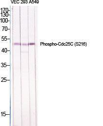 Western blot analysis of various cells using Anti-CDC25C (phospho Ser216) Antibody