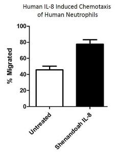 Human recombinant IL-8 (from  <i>E. coli</i>)