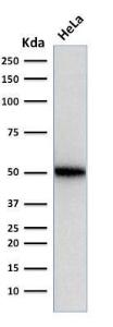 Western blot analysis of human HeLa cell lysate using Anti-p53 Antibody [SPM514]