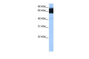 Anti-TTC12 Rabbit Polyclonal Antibody