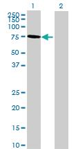 Anti-RAI2 Mouse Polyclonal Antibody