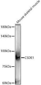 Western blot analysis of extracts of Mouse skeletal muscle, using Anti-CSDE1/NRU Antibody [ARC3050] (A309859) at 1:1000 dilution. The secondary Antibody was Goat Anti-Rabbit IgG H&L Antibody (HRP) at 1:10000 dilution. Lysates/proteins were present at 25 µg per lane