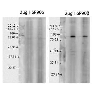 Western blot analysis of human Cell line lysates showing detection of HSP90 beta protein using Anti-HSP90 beta Antibody (A304780) at 1:1000 for 2 hours at room temperature. Load: 15 µgprotein. Block: 1.5% BSA for 30  minutes at room temperature.