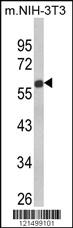 Anti-OR2AT4 Rabbit Polyclonal Antibody