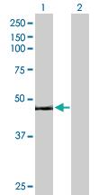 Anti-SPN Mouse Polyclonal Antibody