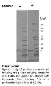 Human recombinant Eotaxin (from <i>E. coli</i>)