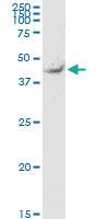 Anti-TEKT2 Mouse Monoclonal Antibody [clone: 2H4]