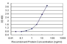 Anti-ISG20 Polyclonal Antibody Pair