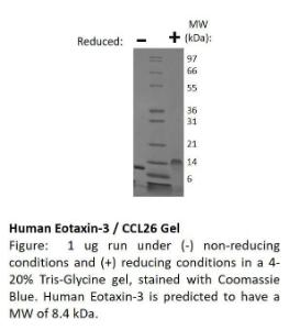 Human recombinant Eotaxin-3 (from <i>E. coli</i>)