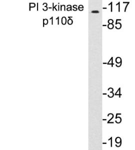 Western blot analysis of lysates from K562 cells using Anti-PI 3-kinase p110delta Antibody