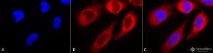 Immunocytochemistry/Immunofluorescence analysis of human cervical cancer cell line (HeLa), fixed in 2% formaldehyde for 20  minutes at room temperature, using Anti-HSP90 beta Antibody (A304780), at 1:120 for 12 hours at 4 °C.