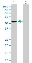 Anti-GAL3ST4 Rabbit Polyclonal Antibody