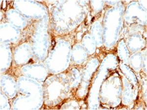 Immunohistochemical analysis of formalin-fixed, paraffin-embedded human kidney using Anti-FABP1 Antibody [FABP1/3486]