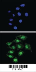 Anti-CD33 Rabbit Polyclonal Antibody