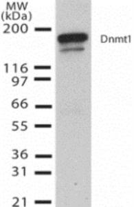 Anti-DNMT1 Mouse Monoclonal Antibody [clone: 60B1220.1]