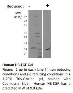 Human Recombinant HB-EGF (from <i>E. coli</i>)