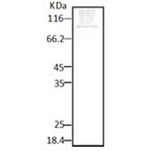 Anti-HSP90 Rabbit Polyclonal Antibody