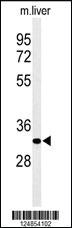 Anti-AIG1 Rabbit Polyclonal Antibody