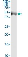 Anti-TEKT2 Mouse Monoclonal Antibody [clone: 2H4]