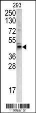 Anti-WNT4 Rabbit Polyclonal Antibody