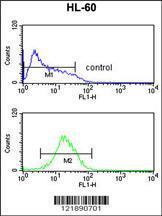 Anti-Pregnane X Receptor Rabbit Polyclonal Antibody (APC (Allophycocyanin))