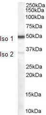 Anti-CHGA Goat Polyclonal Antibody