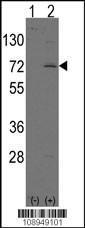 Anti-LINGO1 Rabbit Polyclonal Antibody (AP (Alkaline Phosphatase))