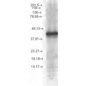 Western blot analysis of Yeast Cell lysates showing detection of Hsp40 protein using Anti-HSP40 Antibody [1G10