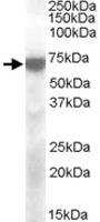 Anti-KCNQ4 Goat Polyclonal Antibody