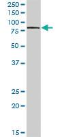 Anti-GAL3ST4 Rabbit Polyclonal Antibody