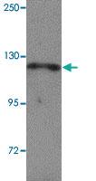 Anti-NLRP13 Rabbit Polyclonal Antibody