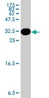 Anti-AHRR Mouse Polyclonal Antibody