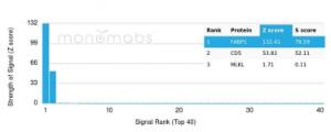Analysis of protein array containing more than 19,000 full-length human proteins using Anti-FABP1 Antibody [FABP1/3486]