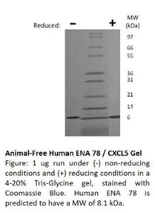 Human recombinant ENA 78/CXCL5 (from <i>E. coli</i>)