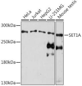 Western blot analysis of extracts of various cell lines, using Anti-hSET1/SET1 Antibody (A309861) at 1:1,000 dilution The secondary antibody was Goat Anti-Rabbit IgG H&L Antibody (HRP) at 1:10,000 dilution Lysates/proteins were present at 25 µg per lane