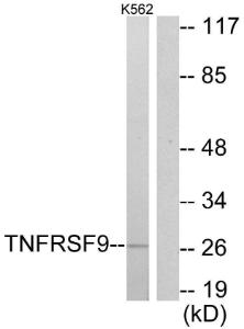 Western blot analysis of lysates from K562 cells using Anti-TNFRSF9 Antibody. The right hand lane represents a negative control, where the antibody is blocked by the immunising peptide