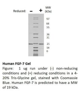 Human recombinant FGF-7/KGF (from <i>E. coli</i>)