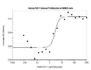 Human recombinant FGF-7/KGF (from <i>E. coli</i>)